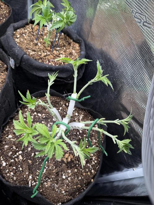 RS11 x Banana OG. Week 5