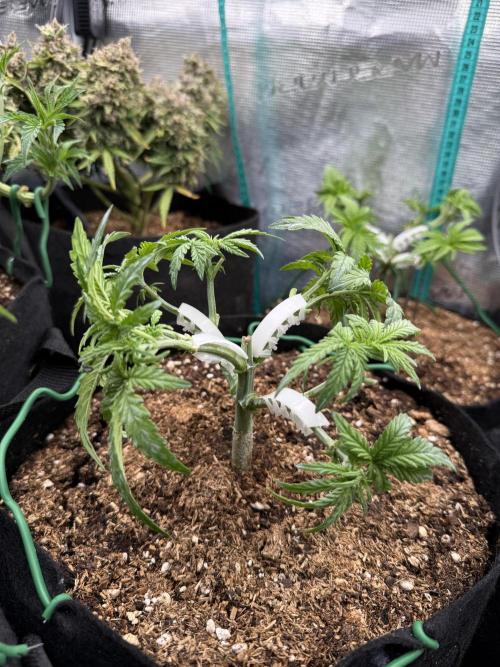 Northern lights auto Spirit Seeds. Week 4