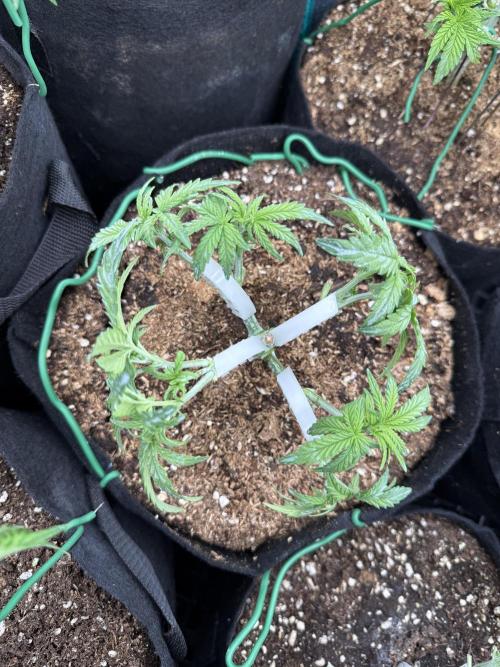 Northern lights auto Spirit Seeds. Week 4 - end of day with lst and hst