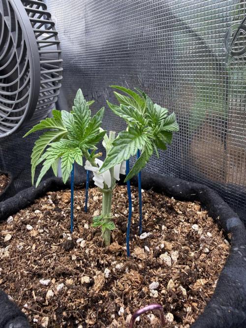Runtz auto 2. Week 3 - Lst And Hst before sleeping