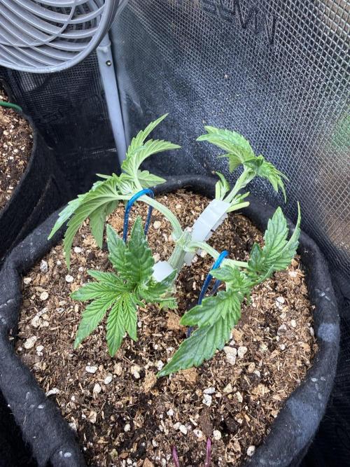 Runtz auto 2. Week 3 - cant wait to top her second time