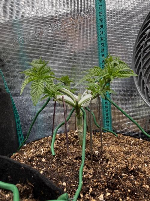 Time to experiment my theory on auto. Week 4 - LST,HST traning before lights go off