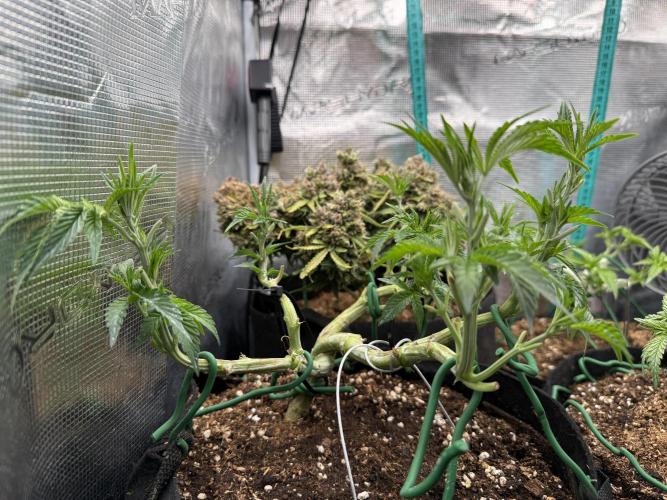 LCG 4U&4Me. Week 8 - lst ,hst at the en of day