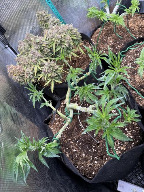 Lemon Cherry Gelato. Week 8
