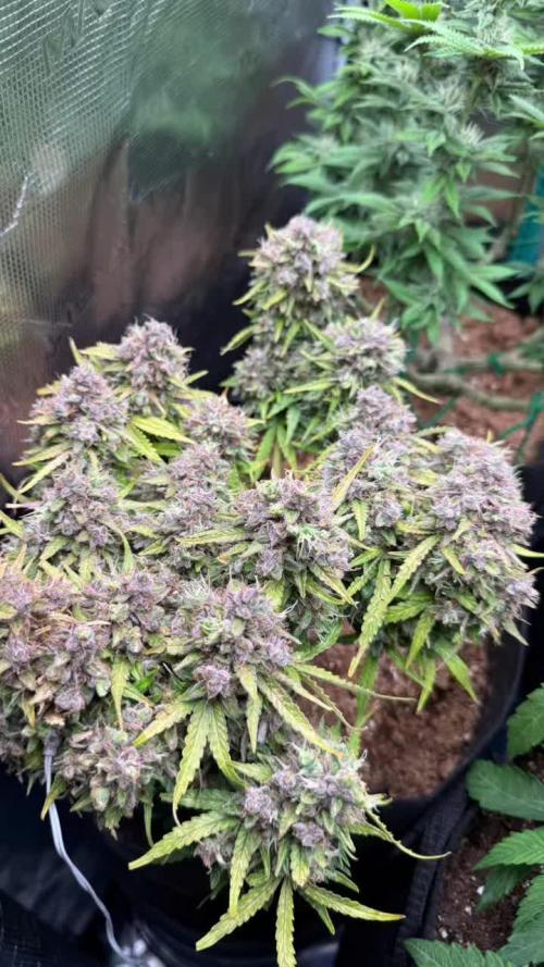Hasse Grow Box