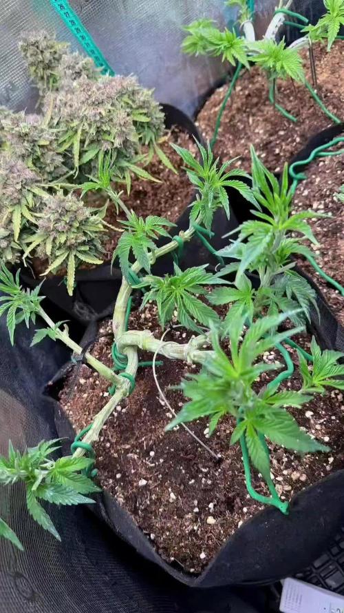 Hasse Grow Box