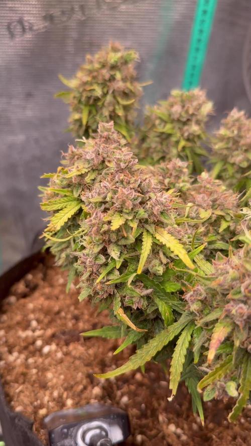 Hasse Grow Box