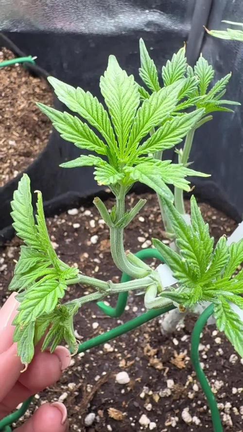 Hasse Grow Box