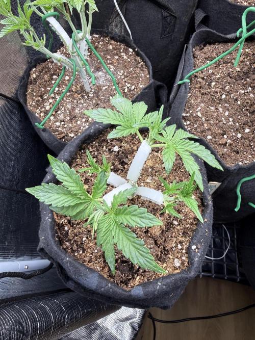 Runtz auto 2. Week 3 - 17 days 