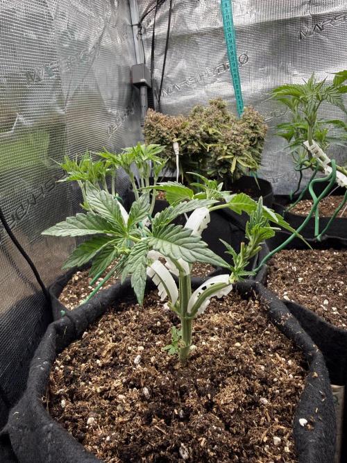 Runtz auto 2. Week 3 - need to top her again before 21 day