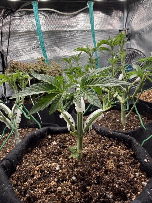 Runtz auto 2. Week 3 - LST traning