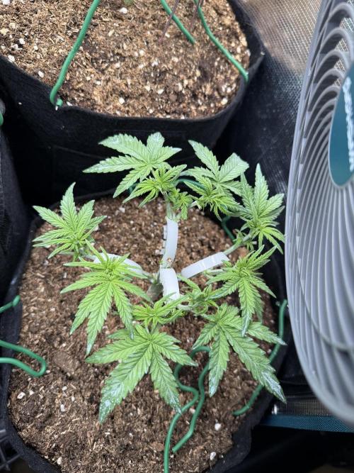 Northern lights auto Spirit Seeds. Week 4 - 26 days from seeding