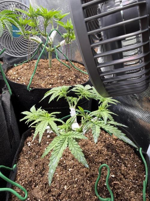 Northern lights auto Spirit Seeds. Week 4 - All bad staff are done