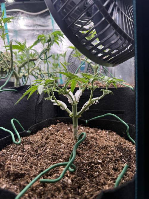 Northern lights auto Spirit Seeds. Week 4 - Time to go pre-flower stage