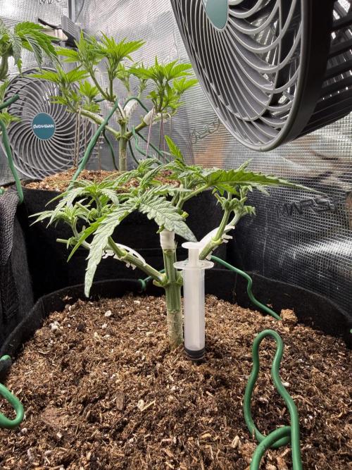 Northern lights auto Spirit Seeds. Week 4 - Main steam developed to transport nutrients