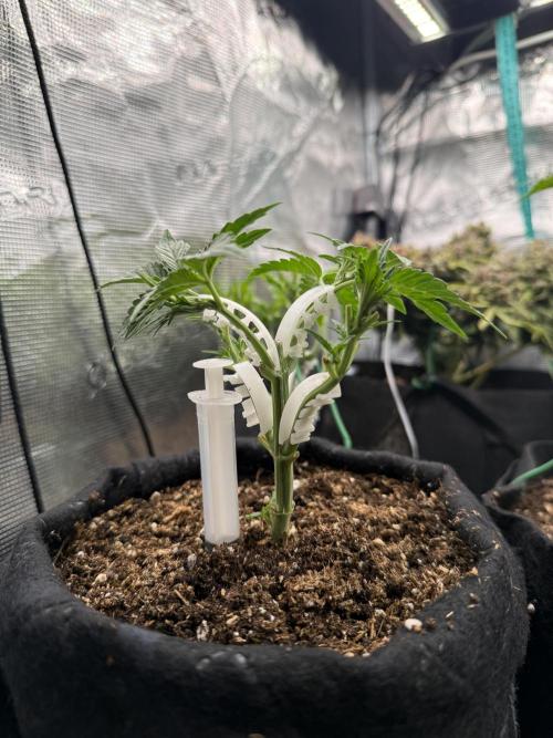Runtz auto 2. Week 3 - Main steam developing good after topping