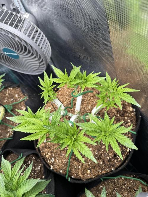 Time to experiment my theory on auto. Week 4 - 25 days