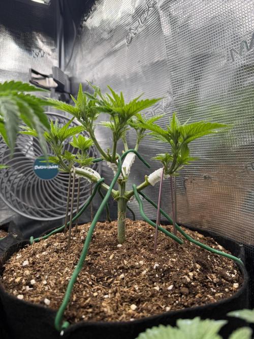 Time to experiment my theory on auto. Week 4 - LST,HST Everyday