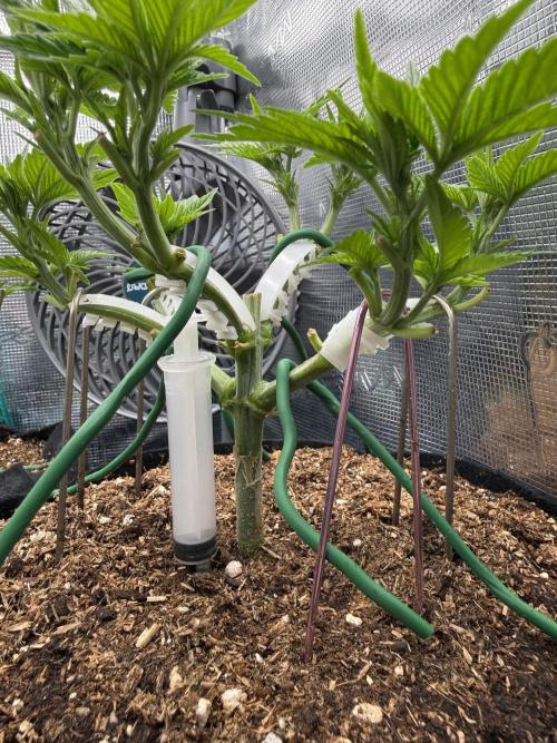 Time to experiment my theory on auto. Week 4 - Looks healthy