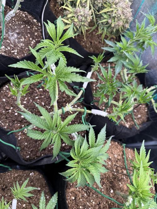 White Russian Runtz). Week 6 - next day evolution