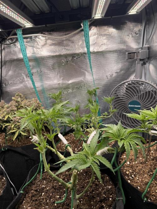 White Russian Runtz). Week 6