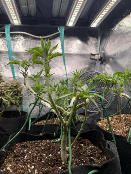 White Russian Runtz). Week 6