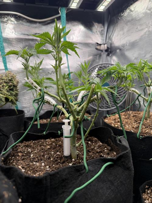 White Russian Runtz). Week 6