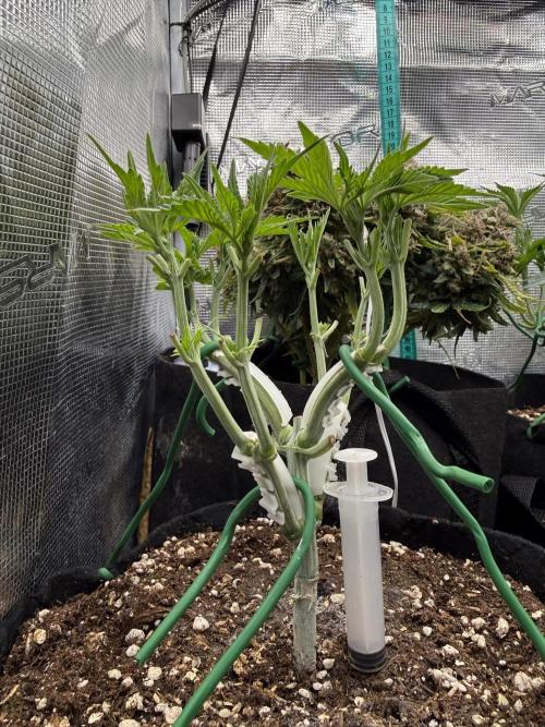 all eyes on weed. Week 5 - one day evolution