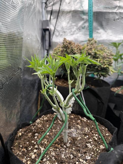 all eyes on weed. Week 5 - going well