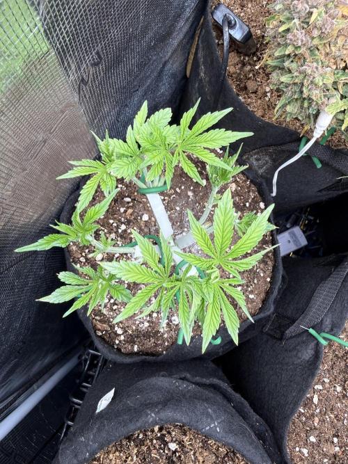 all eyes on weed. Week 5 - Professional treatment )))