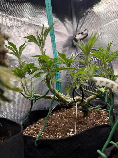 Lemon Cherry Gelato. Week 8