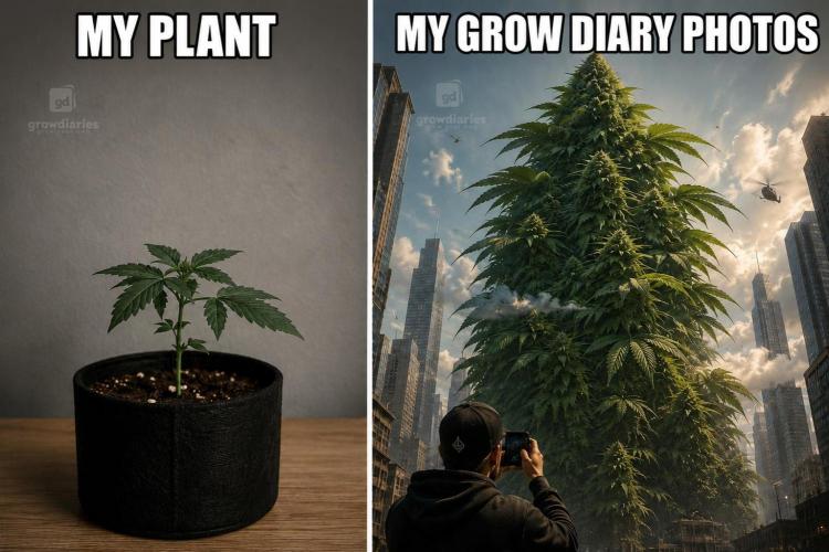 Hasse Grow Box. Week 5