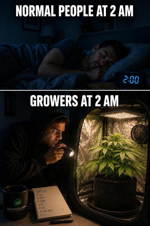 Hasse Grow Box. Week 5