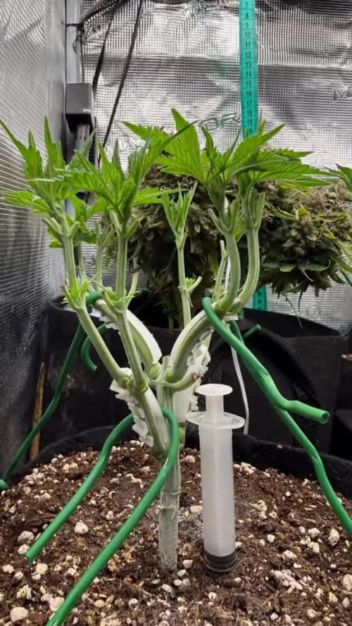 Hasse Grow Box