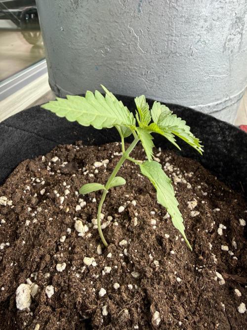 Outdoor experience GG4#. Week 2 - 12 days