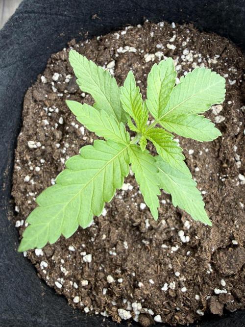 Outdoor experience GG4#. Week 2 - growing slowly ahead topping