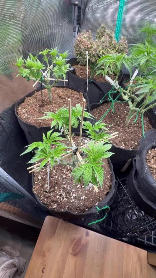 Hasse Grow Box