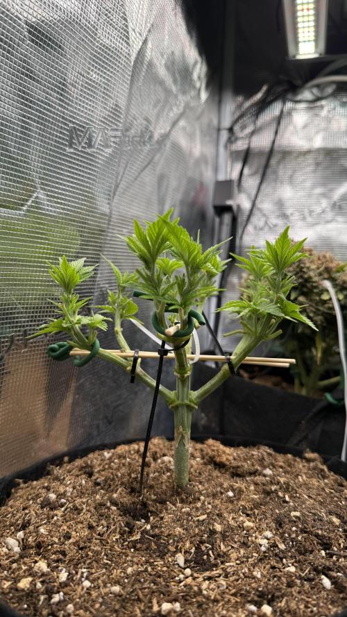 Time to experiment my theory on auto. Week 4