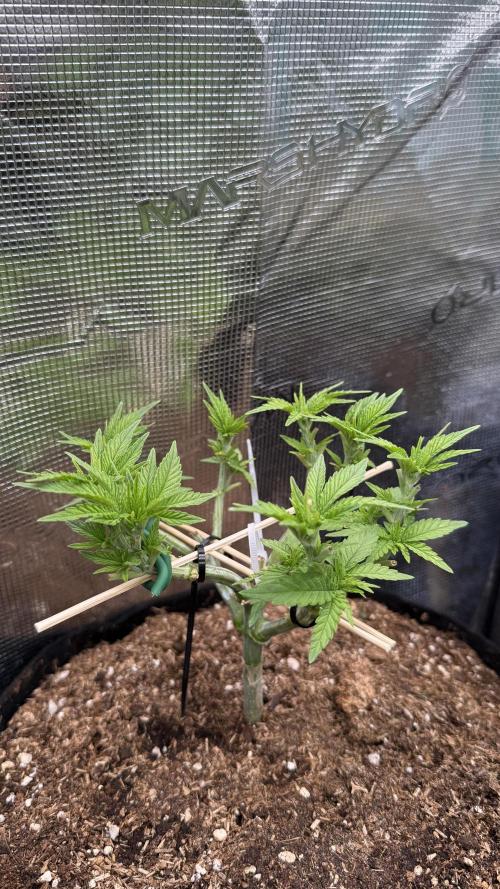 Time to experiment my theory on auto. Week 4