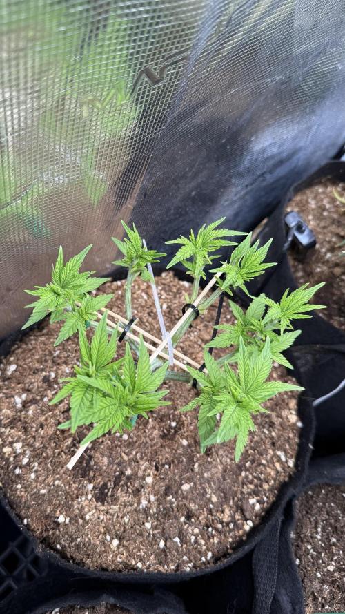 Time to experiment my theory on auto. Week 4