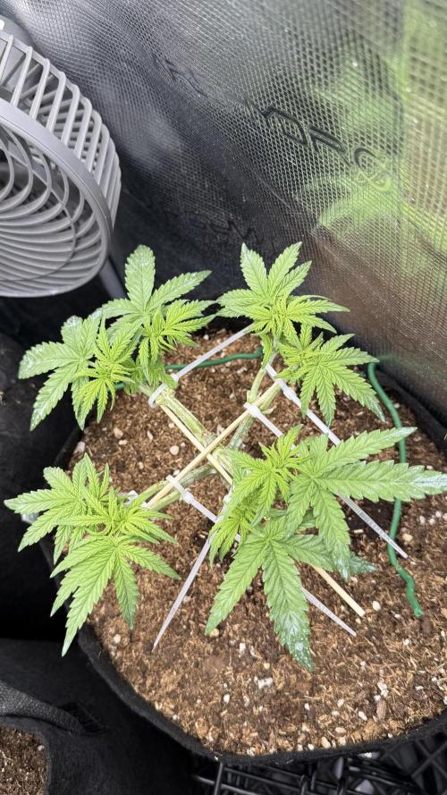 Northern lights auto Spirit Seeds. Week 4