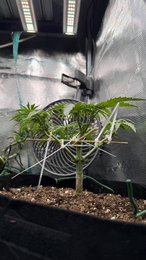 Northern lights auto Spirit Seeds. Week 4