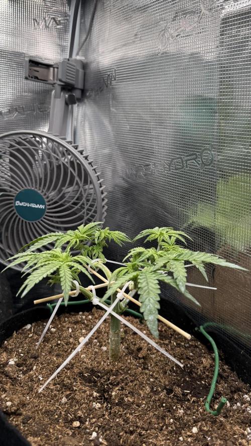 Northern lights auto Spirit Seeds. Week 4