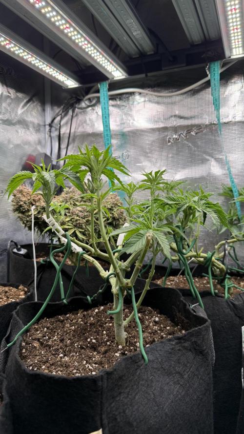 White Russian Runtz). Week 6