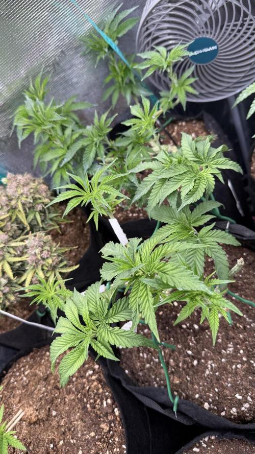 White Russian Runtz). Week 6
