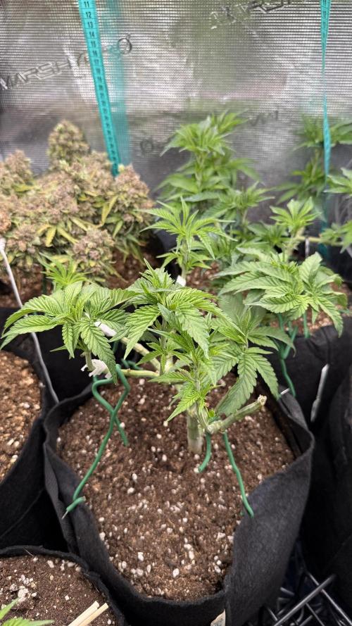 White Russian Runtz). Week 6
