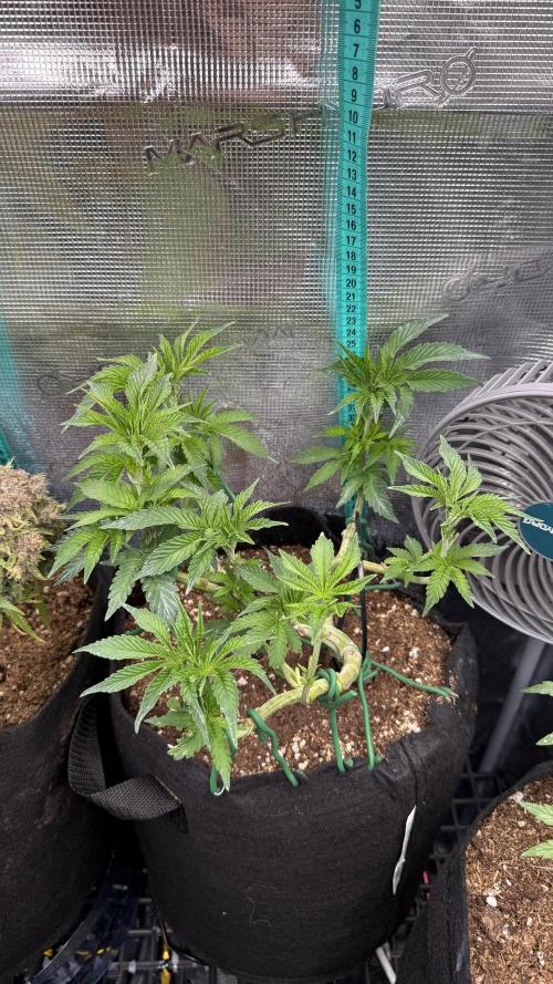 LCG 4U&4Me. Week 8