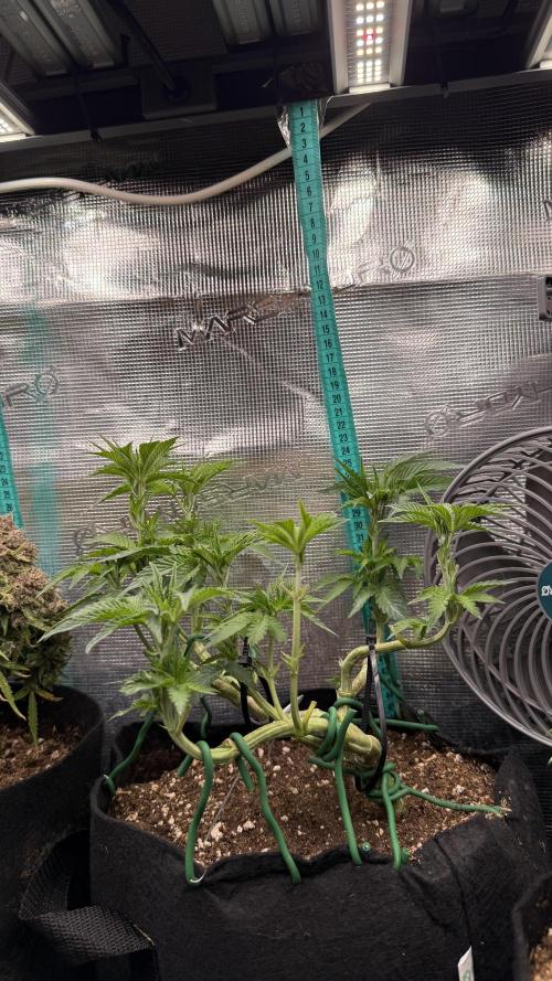 Lemon Cherry Gelato. Week 8
