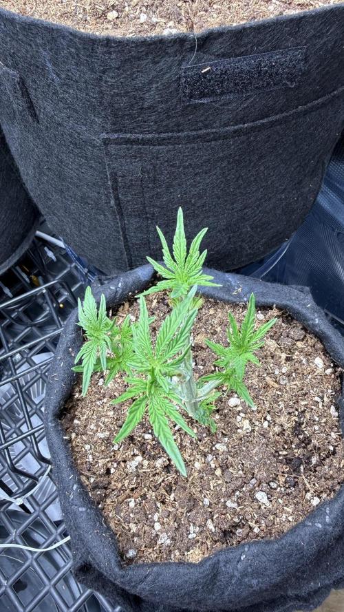 Runtz auto 2. Week 3 - hst