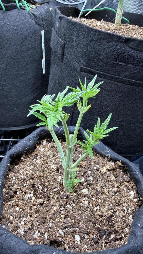 Runtz auto 2. Week 3 - art is coming up
